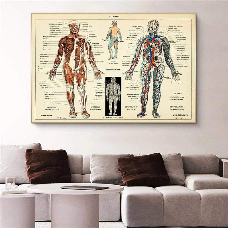 Derliaus Žmogaus Anatomijos Plakatas Kūrinys Medicinos Sienos Nuotrauka Raumenų Skeletas Drobė Spausdinti Tapybos Ligoninės, Klinikos Dekoras